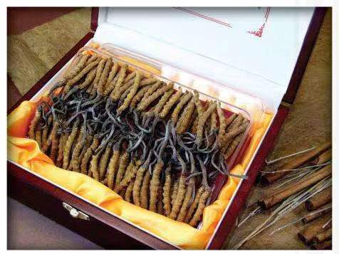 尚义冬虫夏草回收